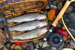 Fishing reel with trout