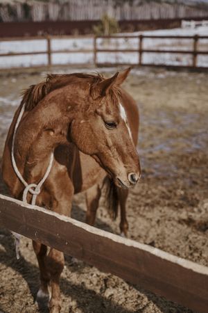 Brown horse in snaffle behind wooden fence