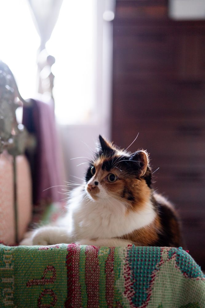 Cat in front of window
