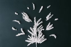 Christmas tree branches in tree shape on dark table background