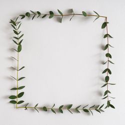 Eucalyptus leaves frame on light  background