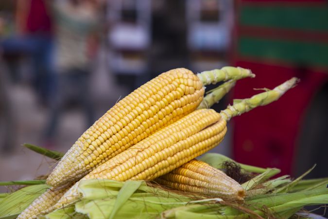 ripe yellow corn cob and green leaves  with Shallow depth of field