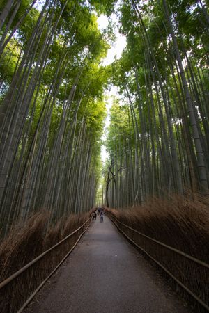 Concrete pathway surrounded by bamboo tree in Japan