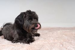 Portrait of Havanese dog on pink rug