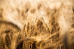 Close up of wheat