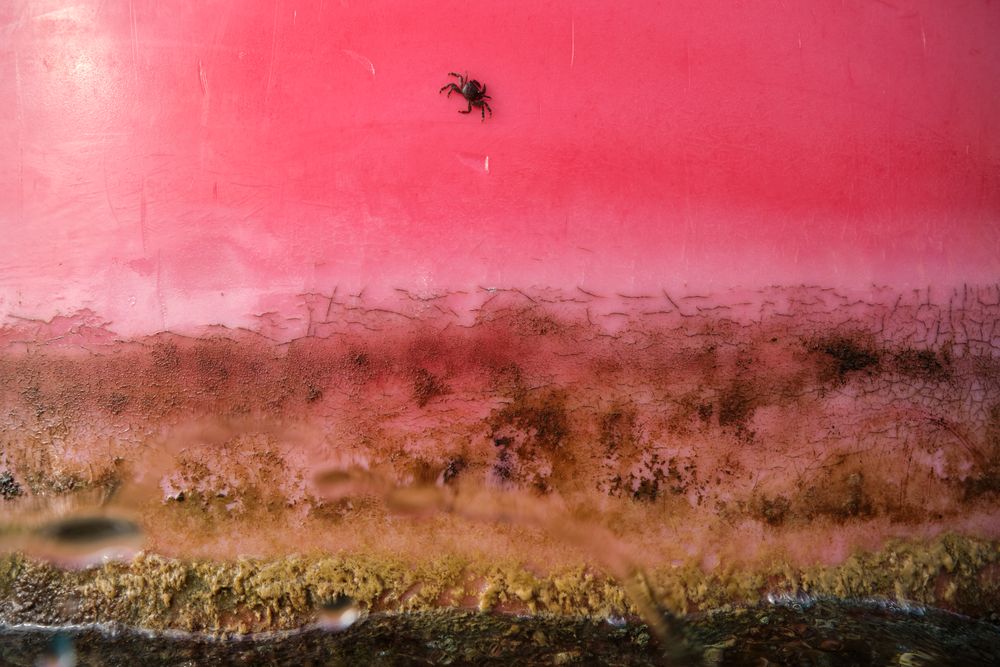 Photo of dry grass on pink background