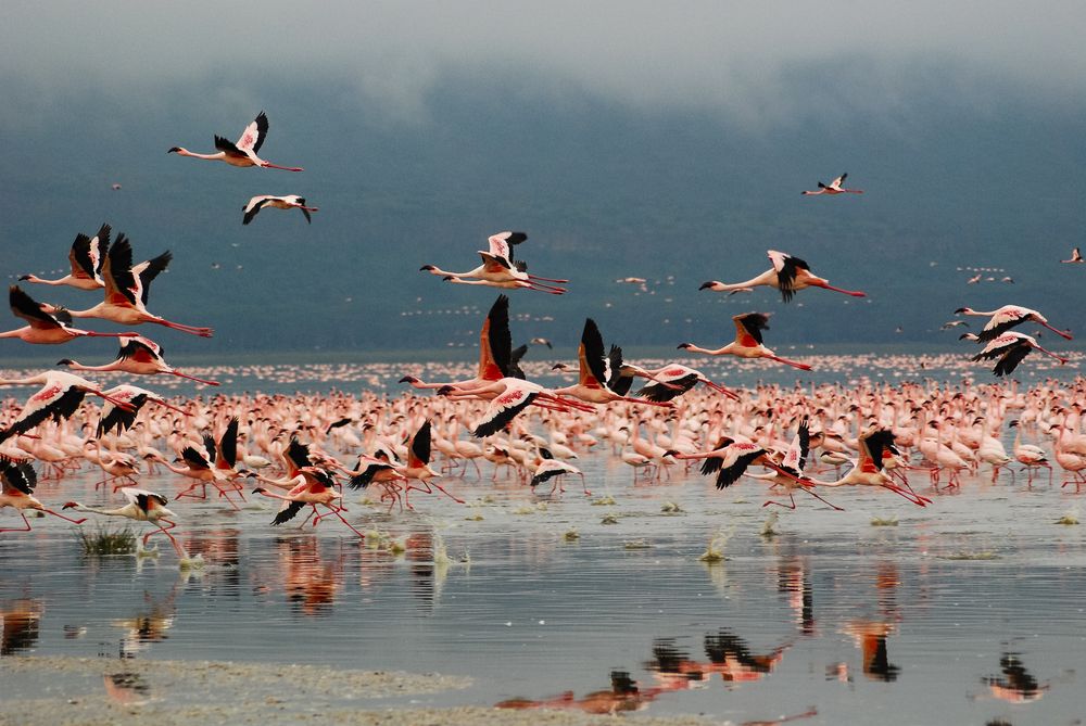 Flock of flamingos flying over the lake