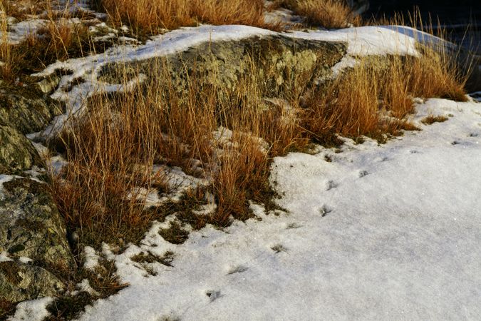 Bird traces on snow at countryside