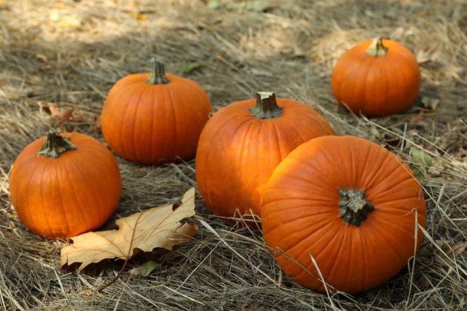 Autumn concept with pumpkins and leaf outdoor