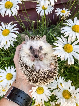Hand holding hedgehog beside chamomile flowers
