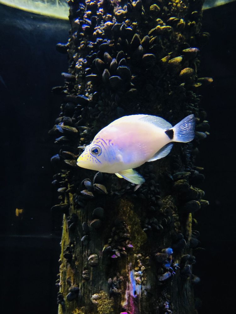 Colorful fish