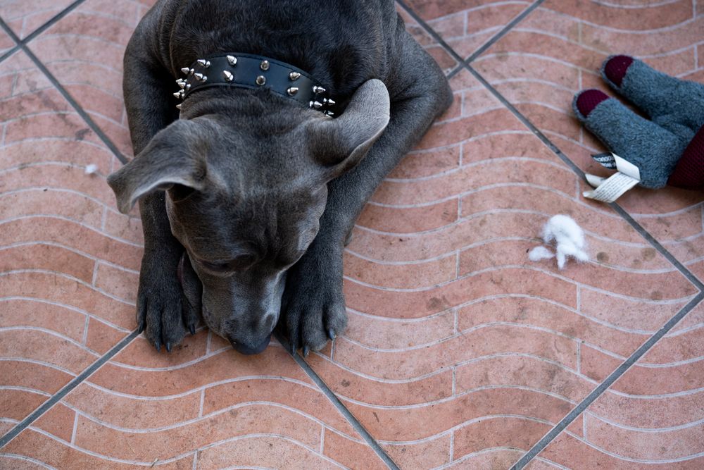 Top view of dog lying on patio with head on his paws and a toy next to him