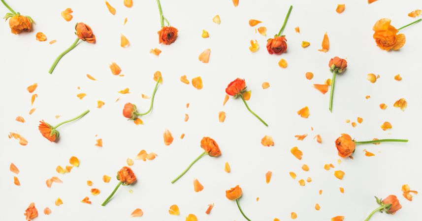 Orange buttercup flowers and petals on a light background with decorative petals