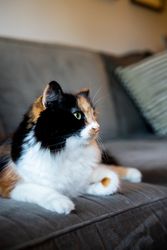 Cat on couch