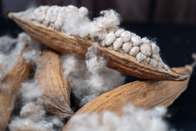 Kapok, tropical cotton fruit used for fiber and seed,