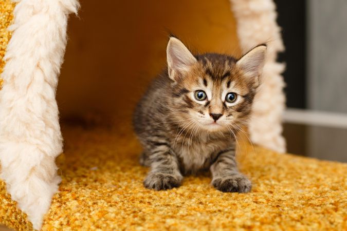 Small grey tabby cat in cat house with orange carpeting