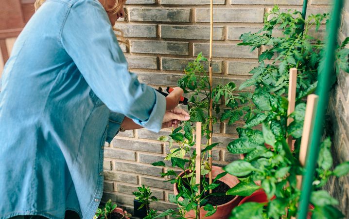 Unrecognizable woman gardener using pruning shear to trim plant leaves of urban garden on terrace