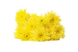 Beautiful yellow chrysanthemum isolated on blank background