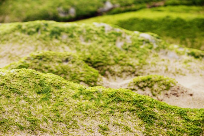 Stony hill covered with moss