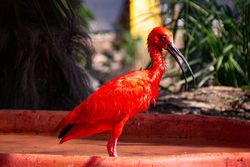 Scarlet Ibis