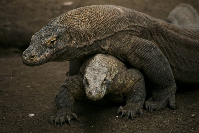 Two large lizards on top of each other