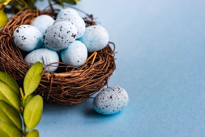 Easter holiday card with spotted eggs in nest on pastel blue background