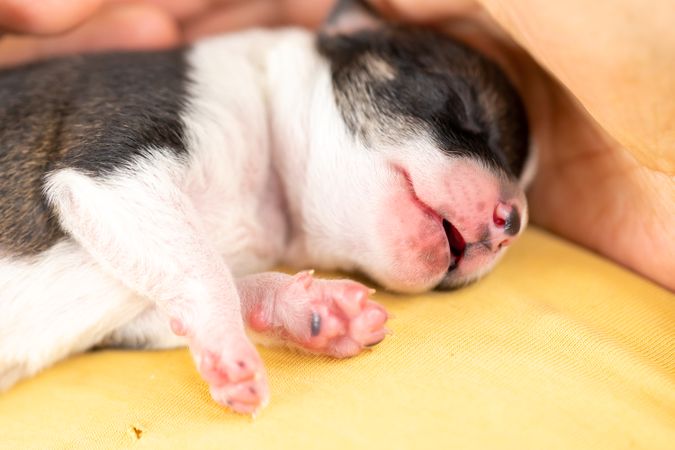 Sleeping puppy on yellow textile