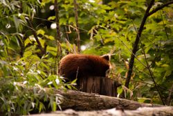 Red panda
