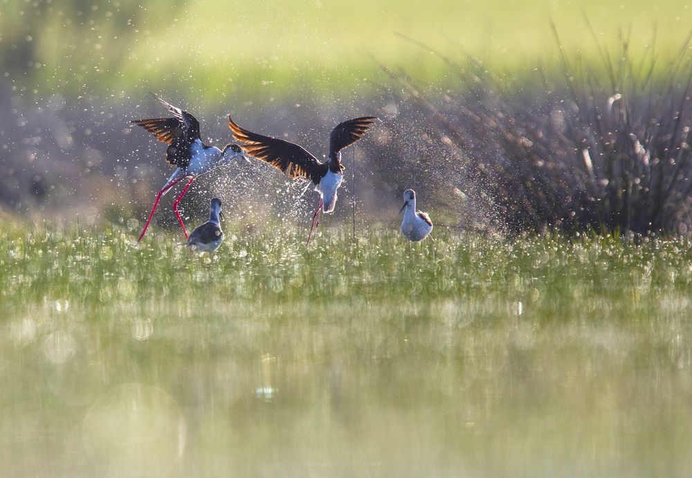 Wild birds playing near water