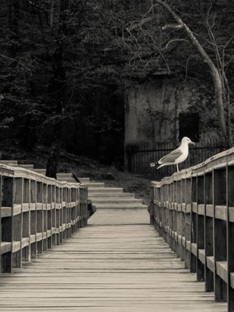 Seagull perching on wooden rail in grayscale