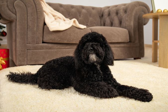 Concept of Merry Christmas, funny Christmas dog