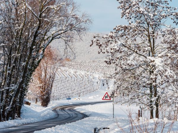 Alsace vineyards under heavy snow on a sunny winter day. Details and top view.