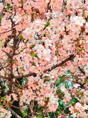 Cherry blossom tree