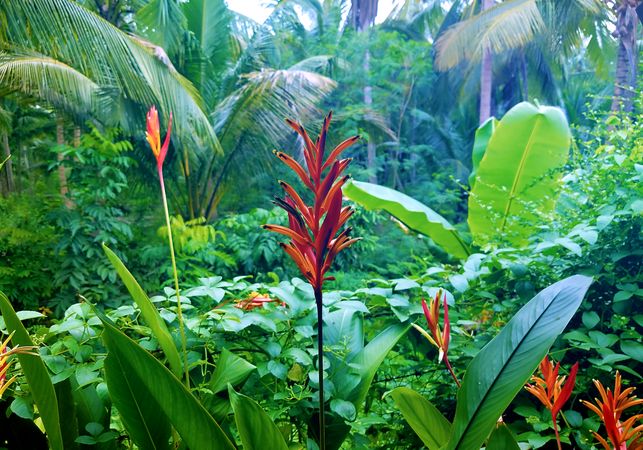 Jungle plants with heliconia bird-of-paradise