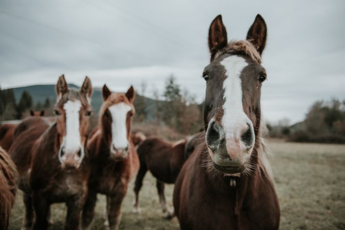 Funny horses on meadow
