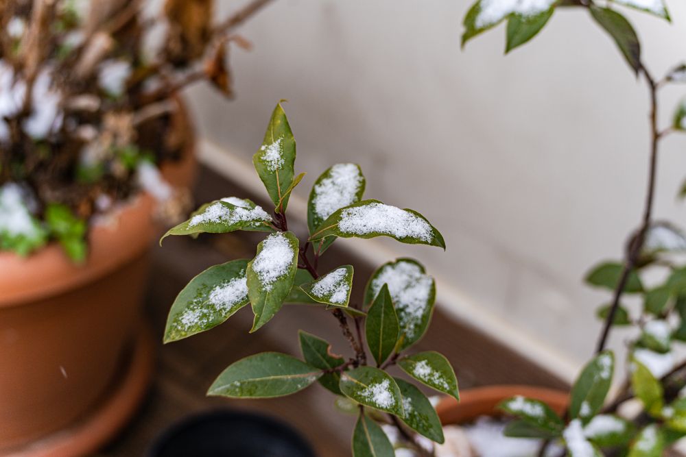 Evergreen Laurel plant under snow