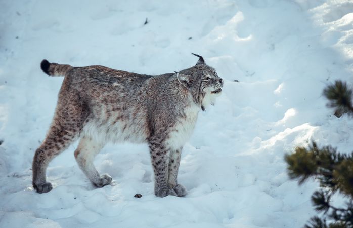 Lynx on hill near stones and snow