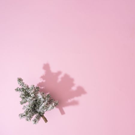 Snowy Christmas tree with pink background with shadow