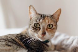 Cat lying on comfortable bed