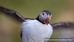 Atlantic puffin about to fly in close up bEk9n5