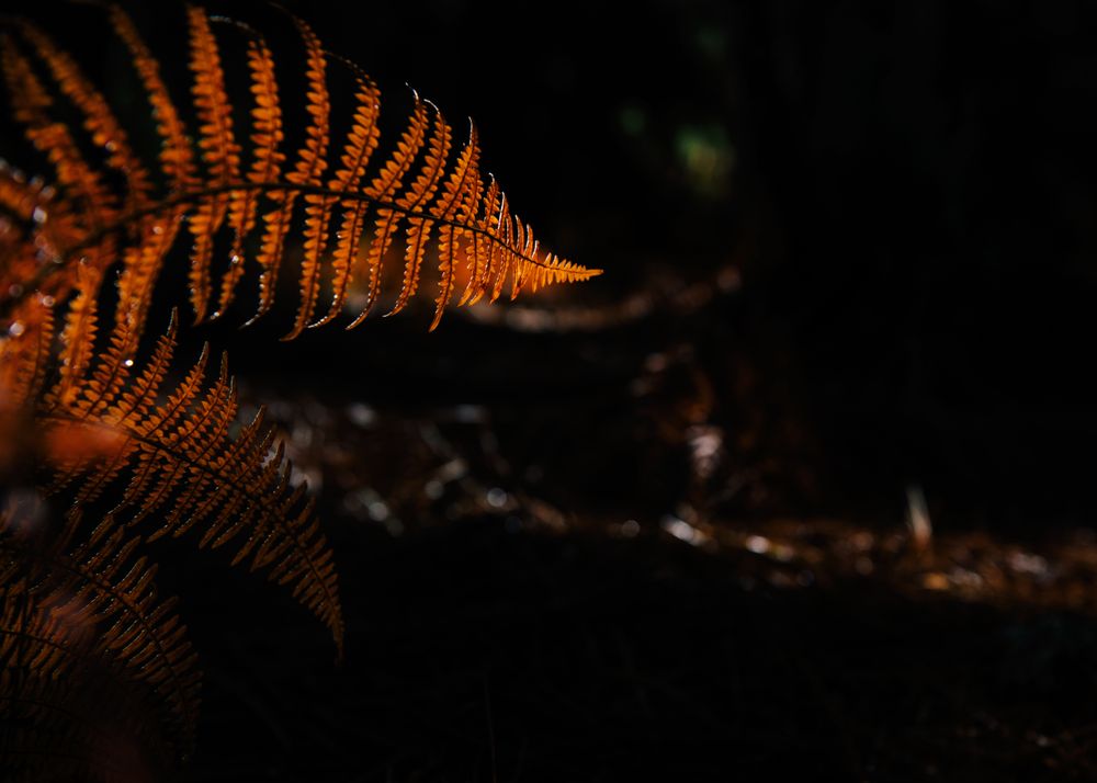 Dry fern leaves in dark forest