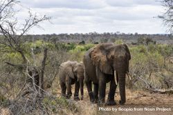 Two elephants walking in jungle 0WAwp4