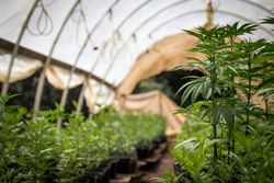Marijuana plants of different ages in a green house