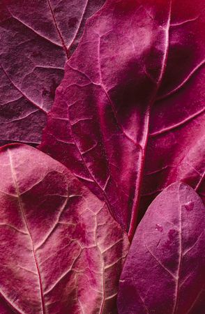 Red spinach leaves plants background