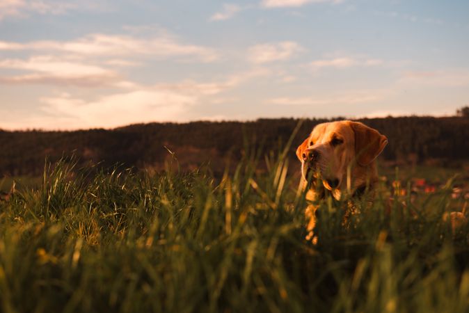 Dog between field and blue sky