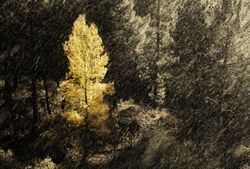 Trees growing near wonderful mountain range in a snowy day