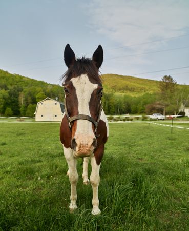 An approachable horse in a field outside Williamstown, Massachusetts