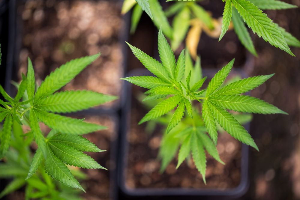 Top view of young cannabis plants