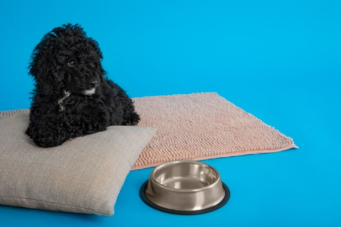 Cute dog laying on bed in blue studio shoot next to water bowl