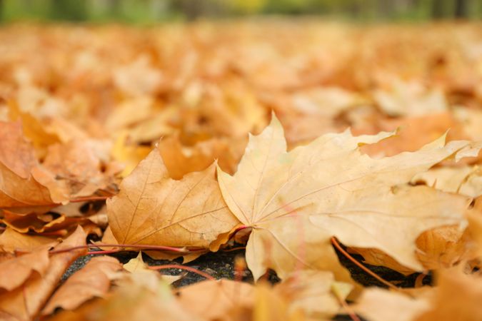 Fallen autumn leaves on whole background, space for text